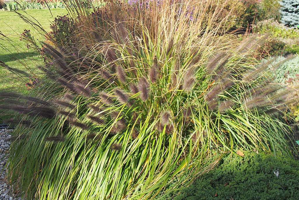 Dwarf Fountain Grass