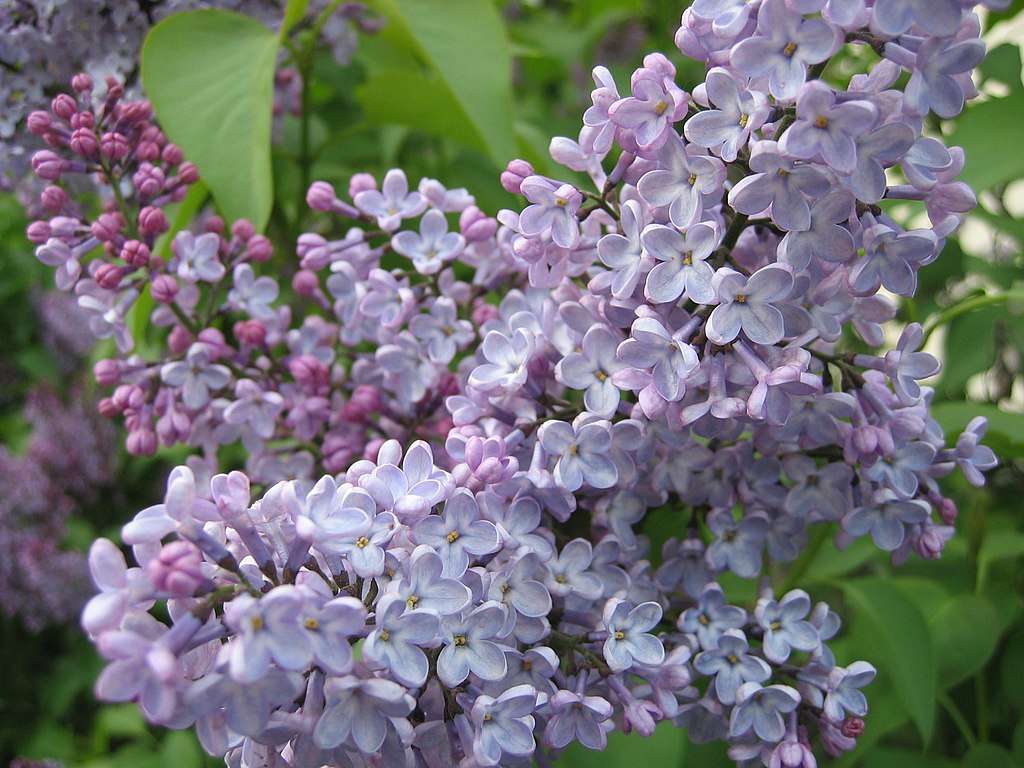 CC- Lilac bush