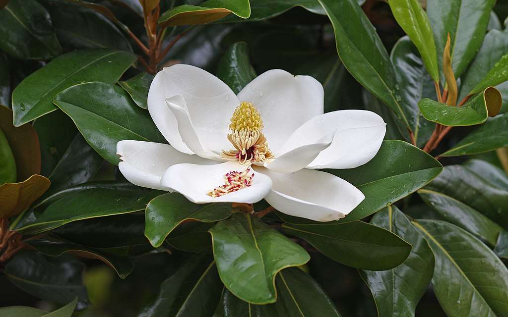 magnolia tree flower