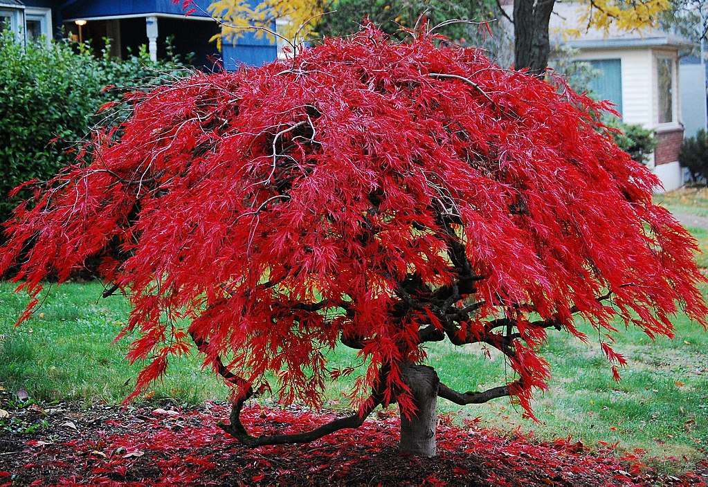 Japanese Maple Tree in Fall