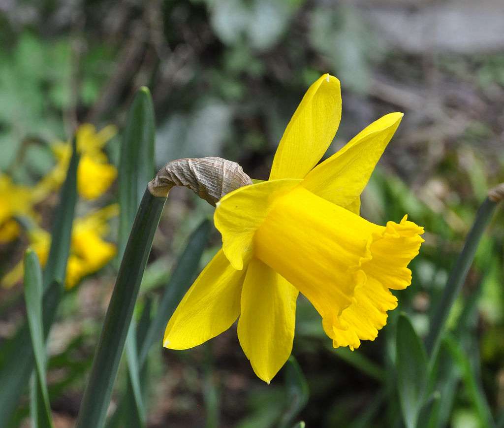 daffodil blooms in spring