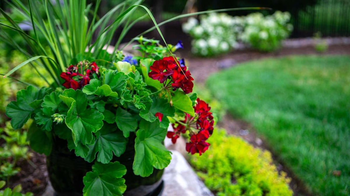 container garden with geranium and spike
