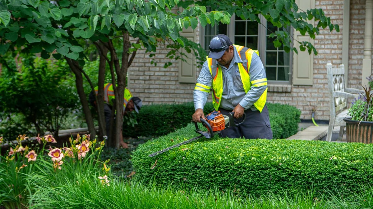 landscape maintenance team trims shrubs