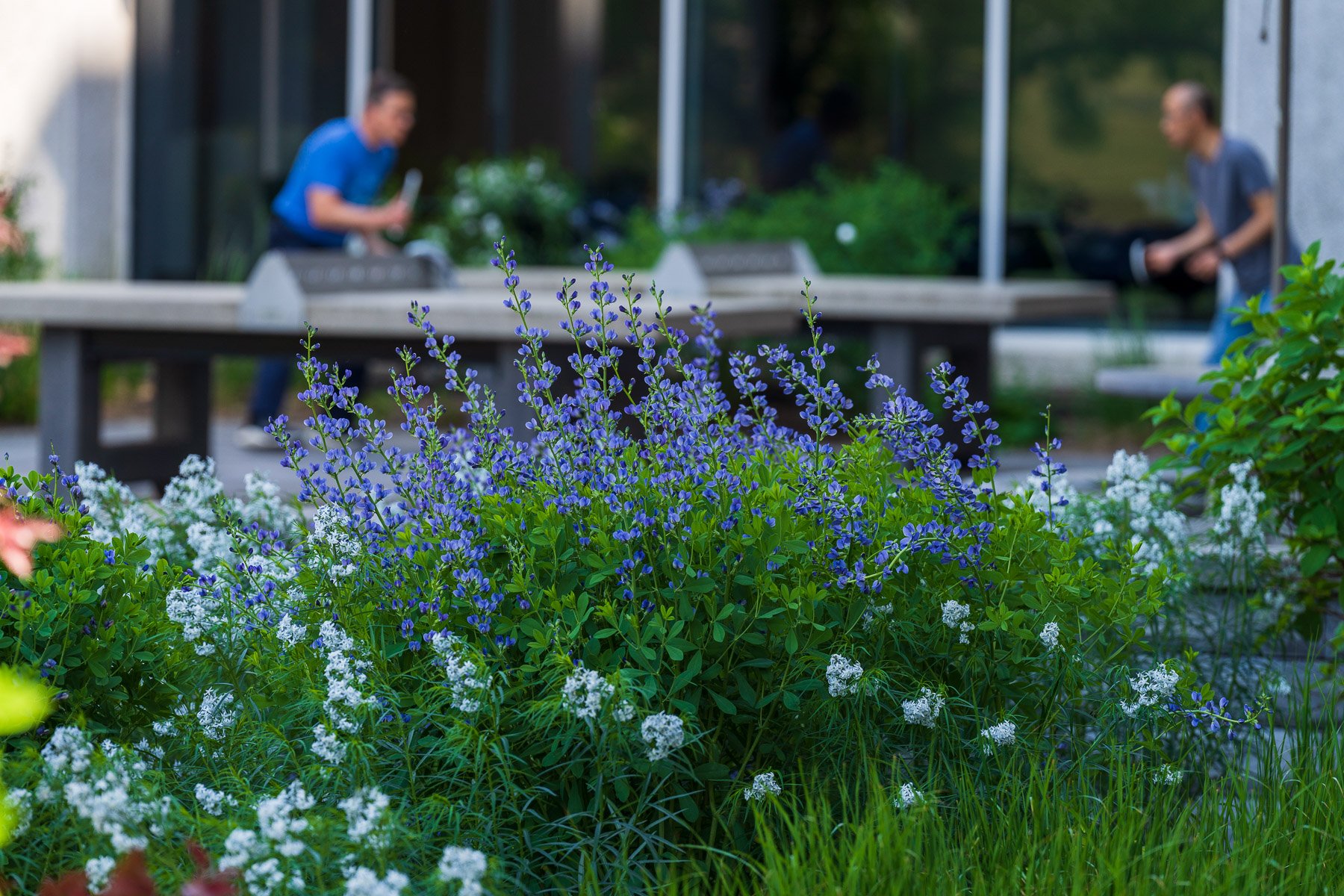 perennial flowers at commercial landscape with employees