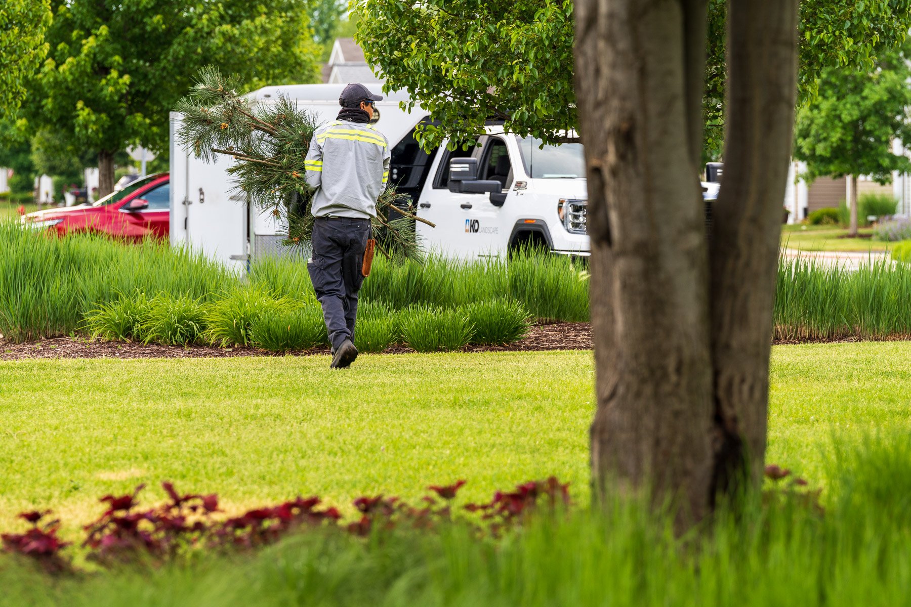 commercial landscape maintenance tree pruning