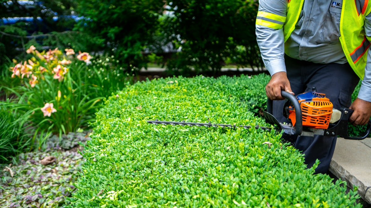 trimming shrubs with hedge trimmer