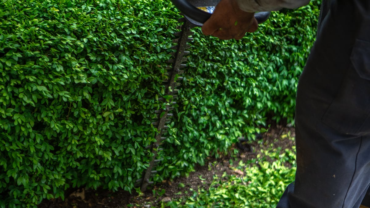 landscape maintenance expert trims boxwood with hedge trimmer