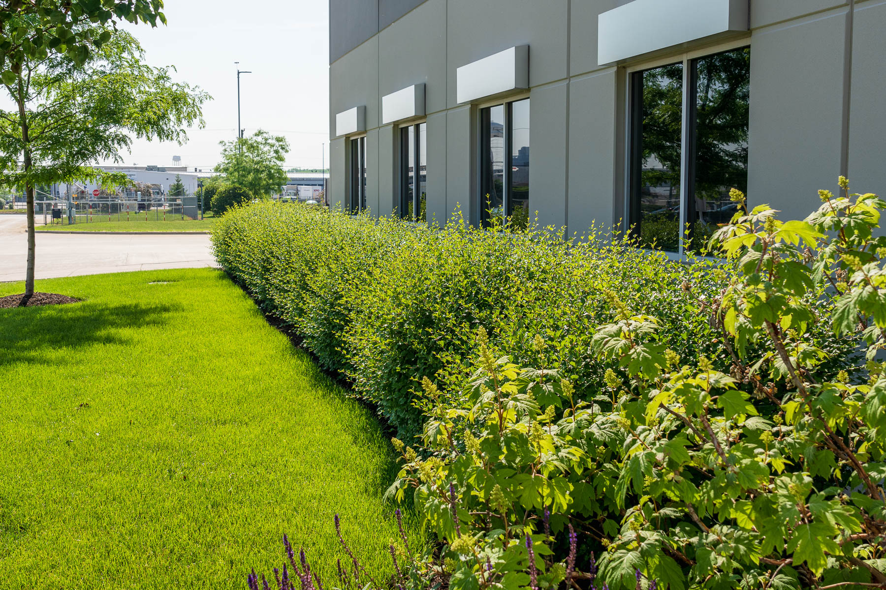 How to Increase the Lifespan of Shrubs on a Commercial Property